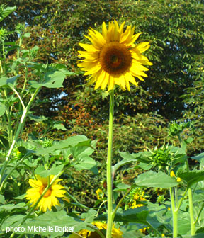 Sunflower